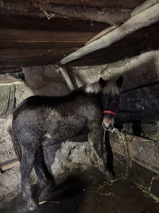 Mânz de vânzare de 7 luni