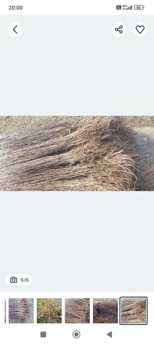 Vând puieți tratați