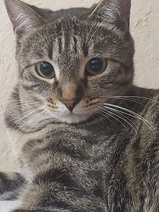 Отдам кота в хорошие руки