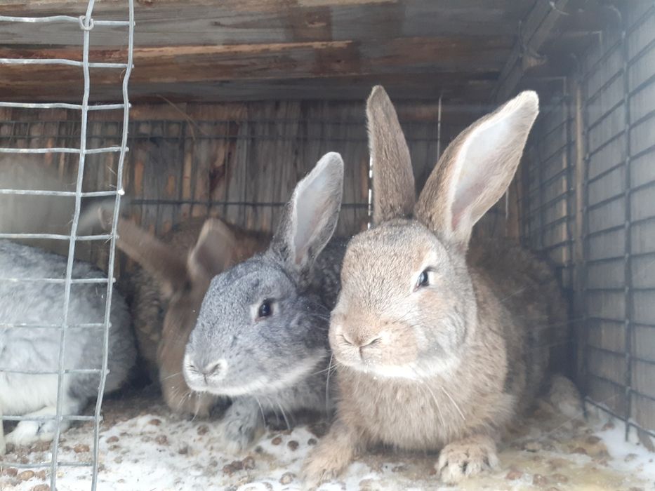 Продам молодых кроликов