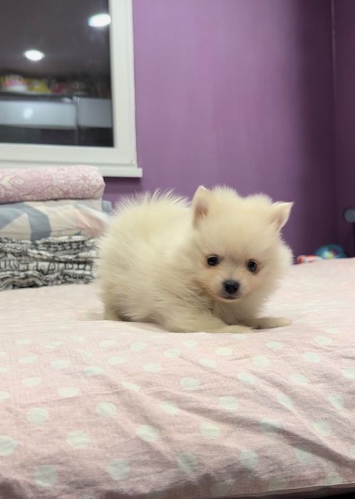 Померан, померани