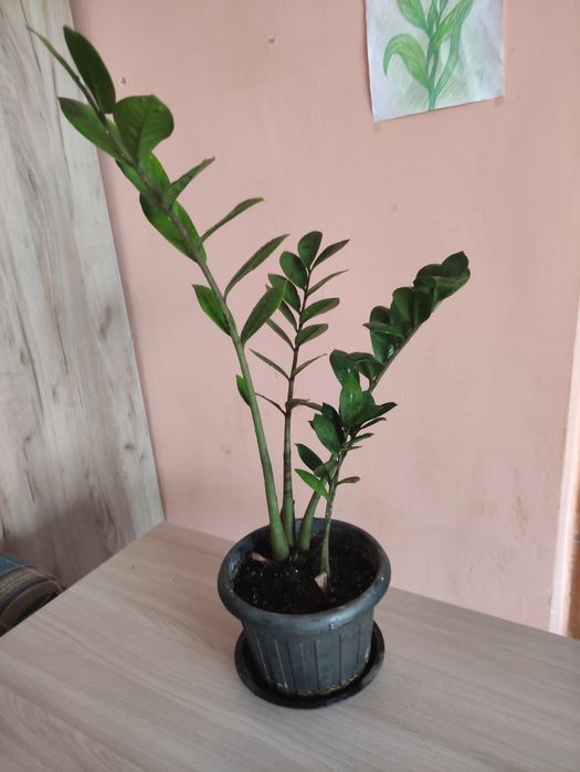 Доллоровое дерево