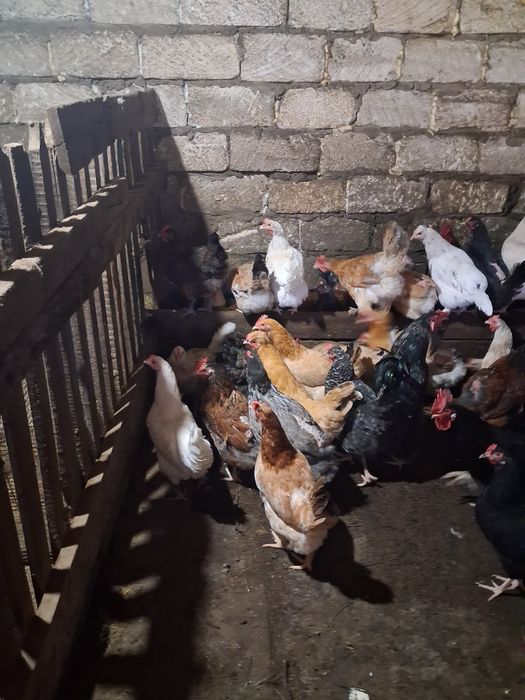 Продам молодых  кур