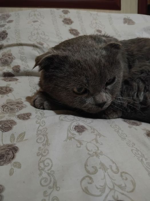 Scottish fold seriyrang