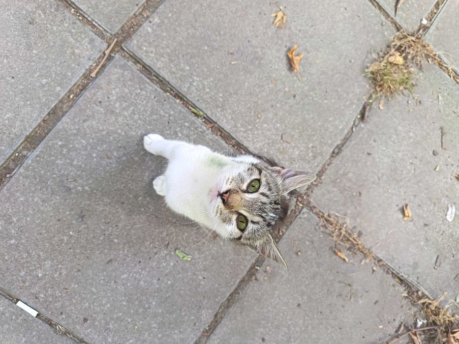 Коте Бамби чака своя осиновител