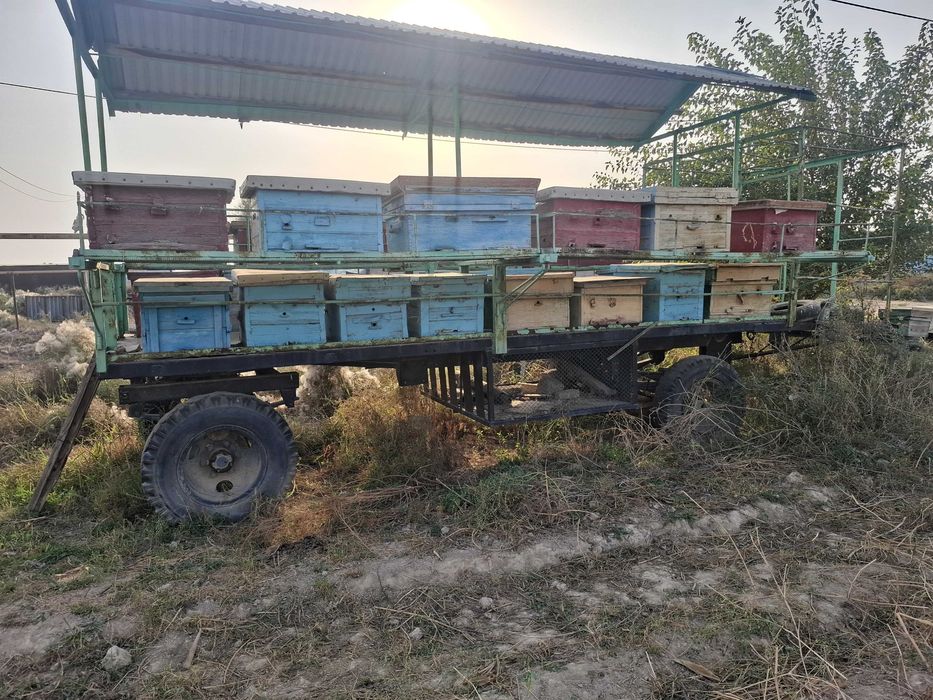 Пасека, пчелопавильон