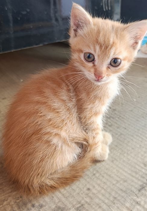 Котята три месяца