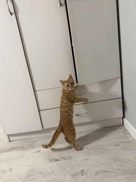 Шотландский котик Лео