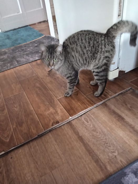 Отдам кошечку в добрые руки