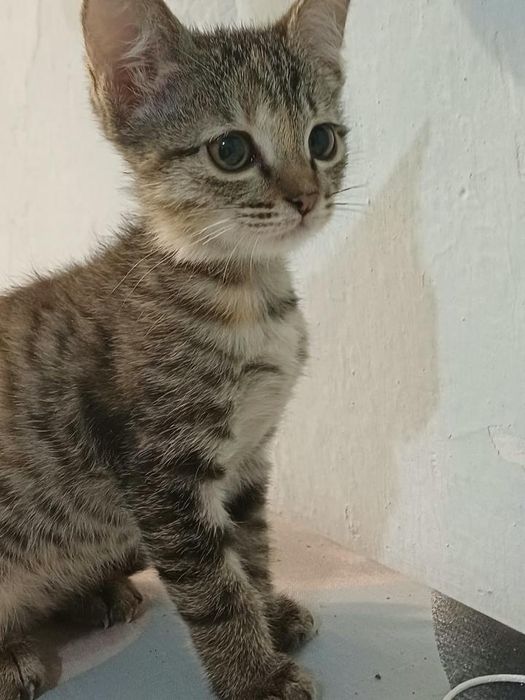 Отдам котят в хорошие руки