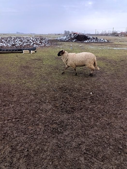 Ofer spre vânzare un berbec