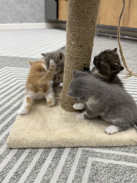 Котята умные красивые