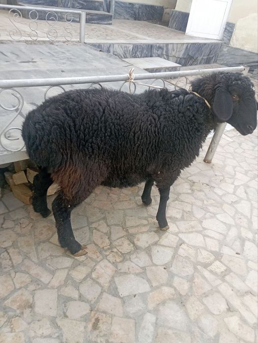 Bugʻoʻz qoʻy sotiladi