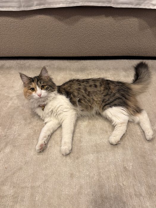 Отдам в добрые руки котенка