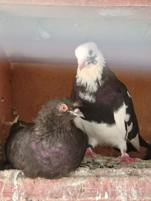 Kabutarlar bolalari bilan yaxshi holatda kasallikka chalinmagan rangli
