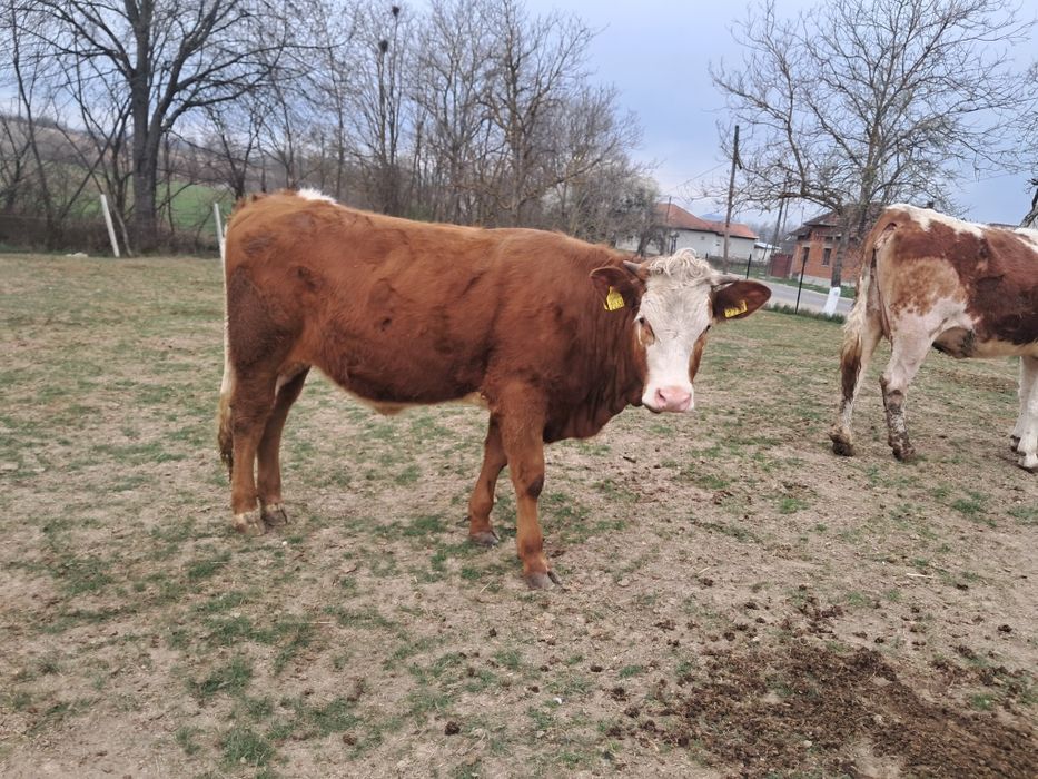 Vaca recent fatata si juninca