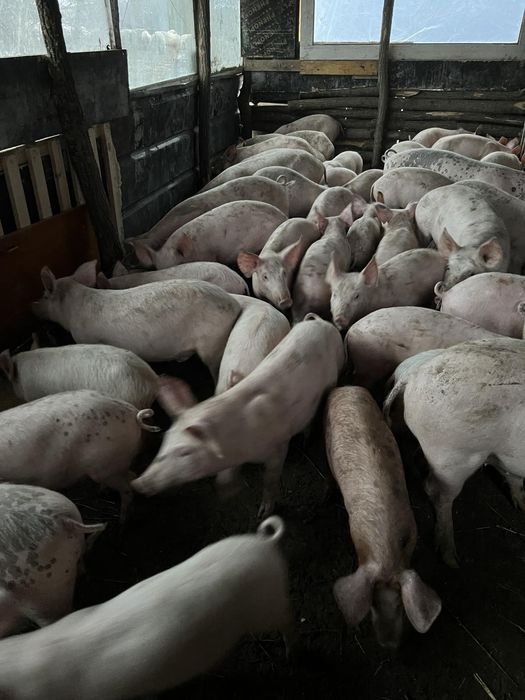 Малки и големи бели прасета