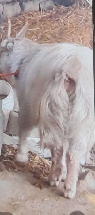 Echki sotiladi  semiz