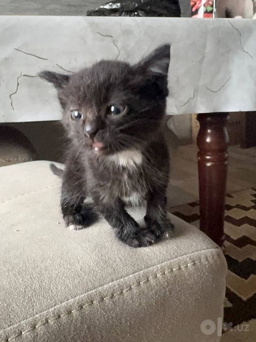 Mushuk bepulga Котята бесплатно