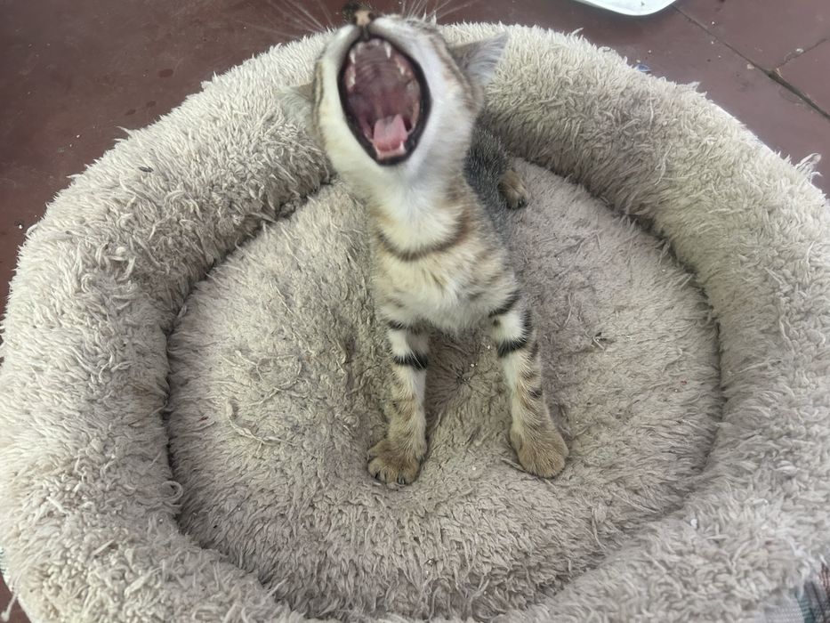 Малко коте търси дом