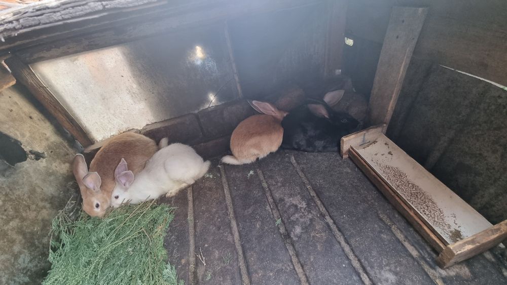 ПРОДАМ кроликов и крольчат