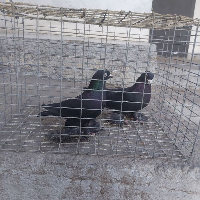 Жук пара лет с игрой сталбом