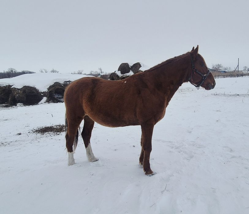Продам жеребца 5 лет англо-костанай