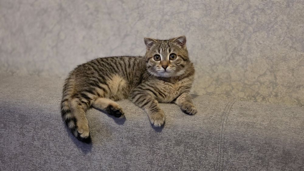 Продам вислоухого котенка