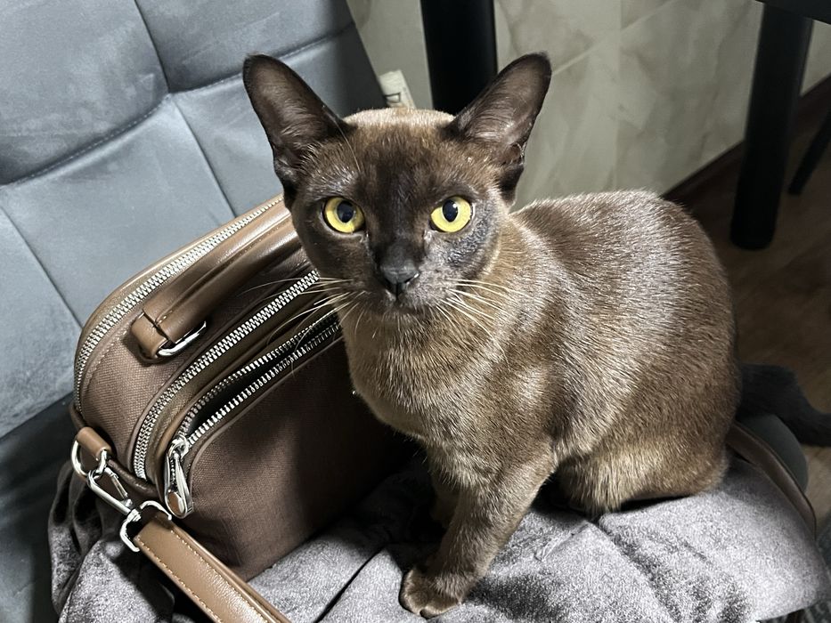 Ищу кота для вязки