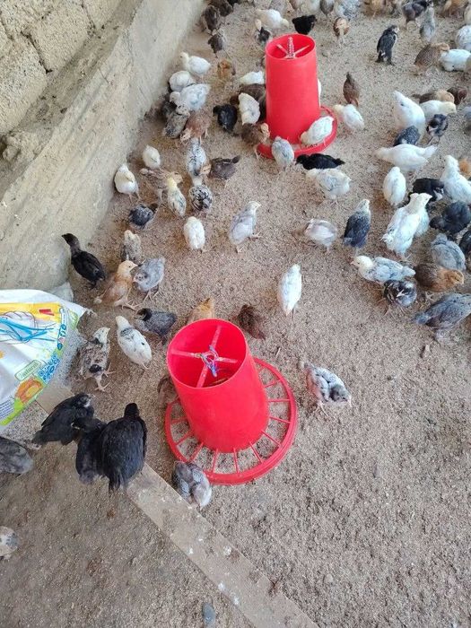 adler koreyski jojalar