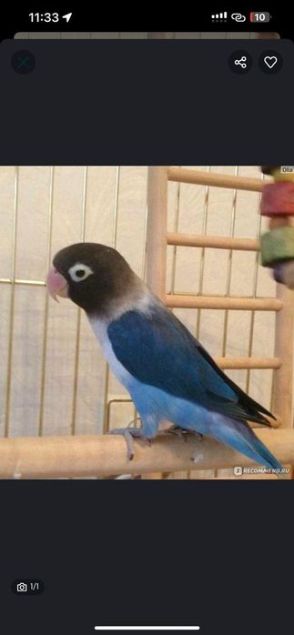 Попугай неразлучники синий маска