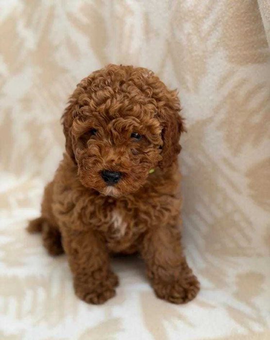 Pui mascul Toy Poodle disponibil