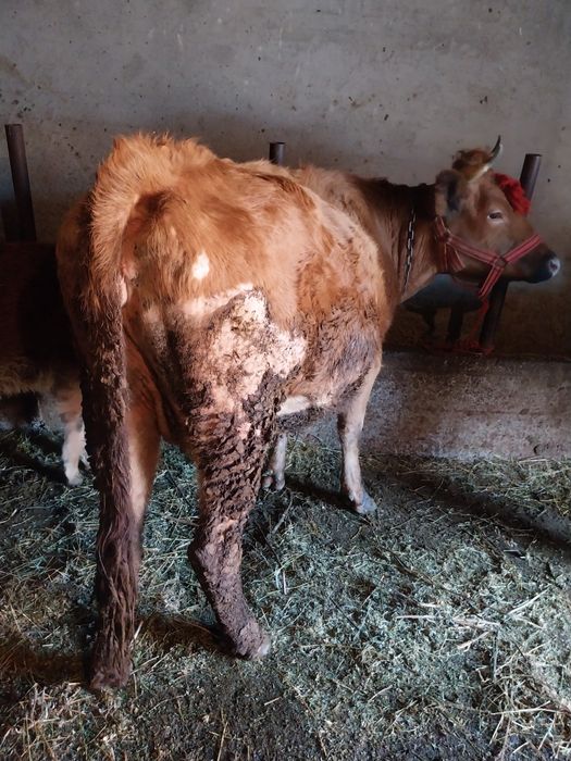 Vacă de vânzare gestantă