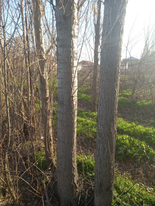 Прадаётса деревя-Тераклар сотилади