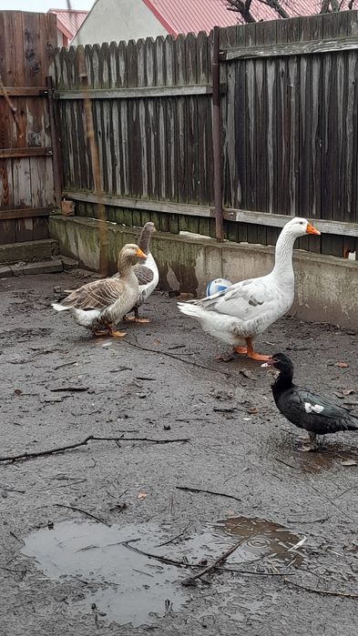 Trei gaste comune talie mare/ gaste romanesti