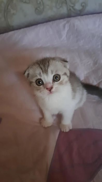 Бесплатно, шотландский вислоухий