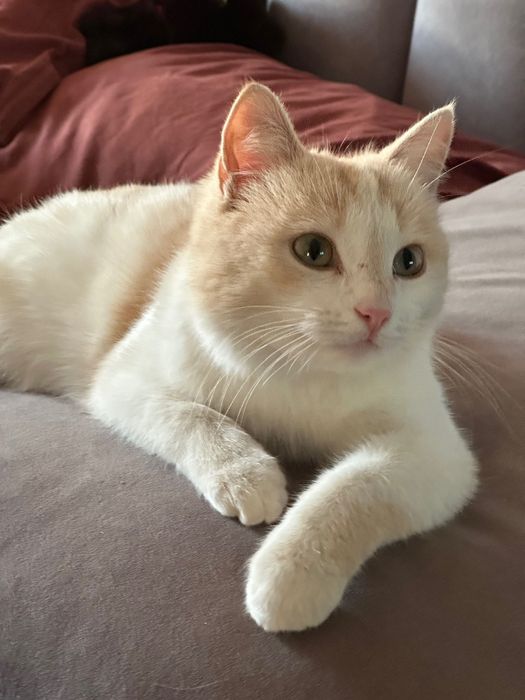 Отдам в добрые руки кошку девочку