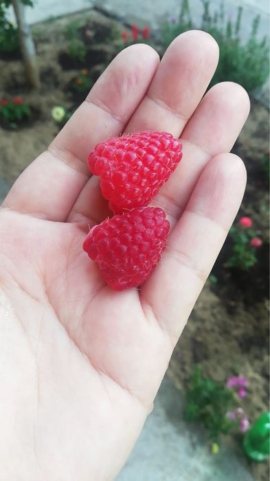 Малина көшеттері