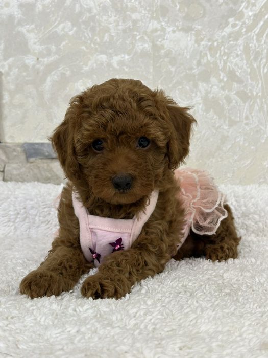 Poodle mini toy pedigree