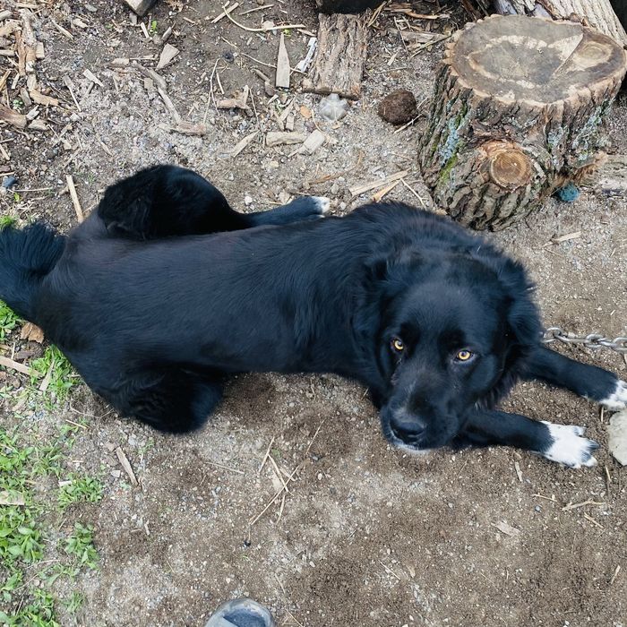 Прадам сабаку алайбай