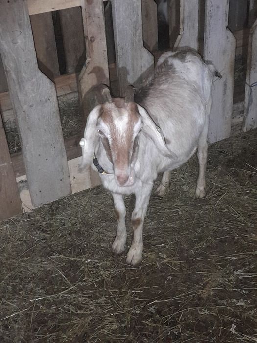 Capra  metis de anglonubiana la prima fătare cu iezi