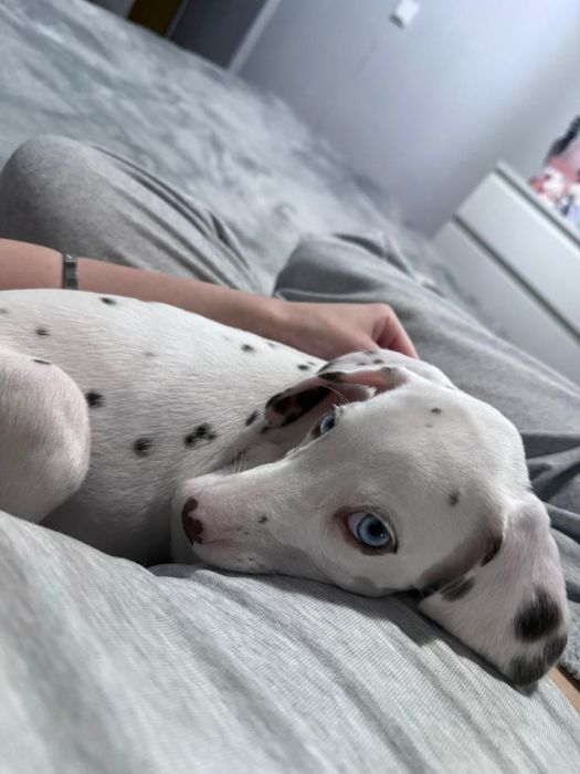 Щенки далматинца чистокровные