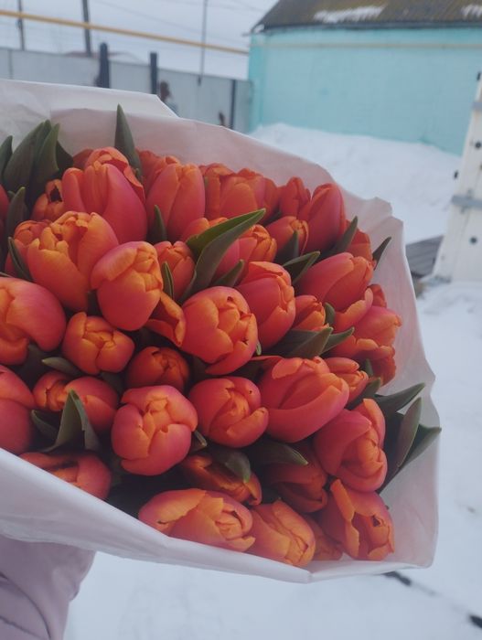 Тюльпаны в наличие