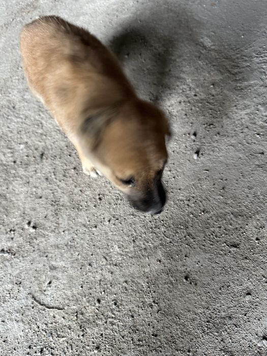 Отдам щенка мальчика