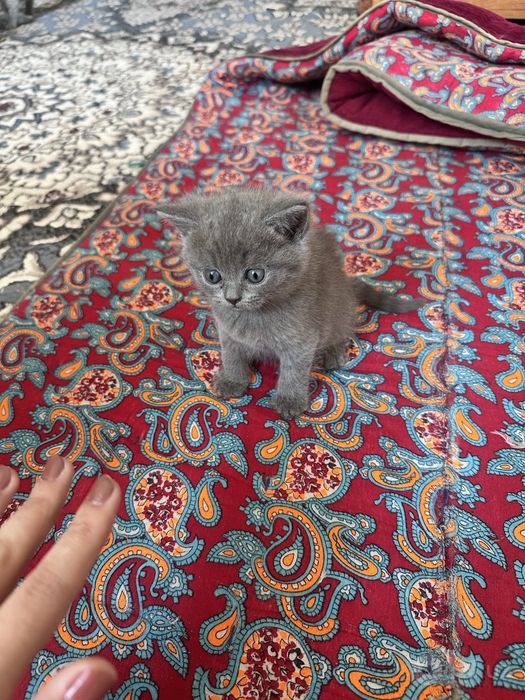 шотланскй прима ухыи