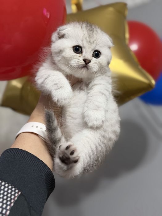 Мушук котята серебро табби шиншилла