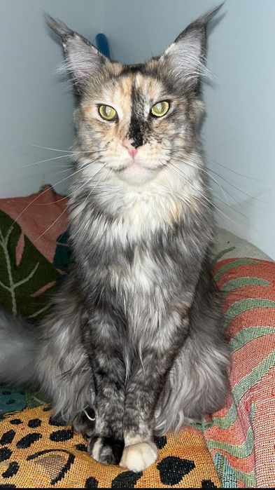 Пр.котят Мей Кун 1 мес.мальчик и девочка