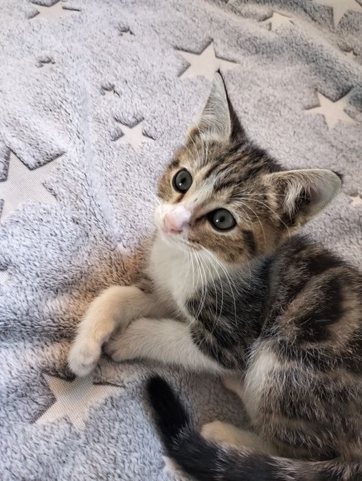 Котята бесплатно!!