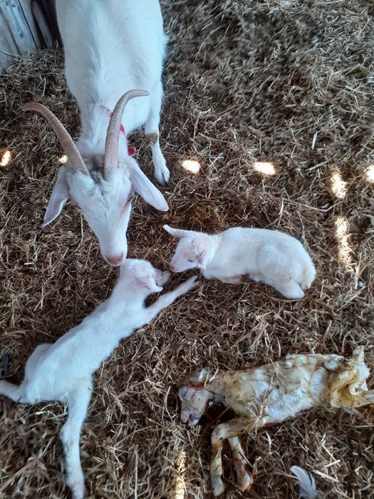 Capre de rasa de vânzare.