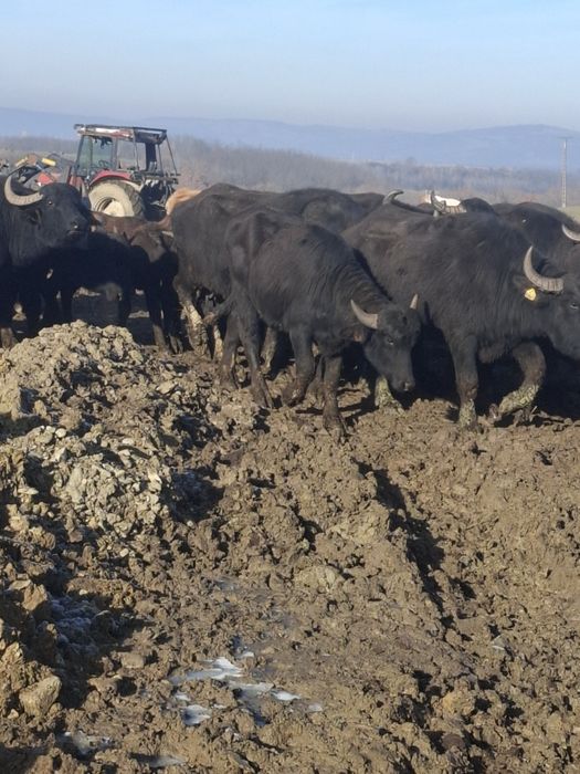 Vând taurasi de bivol